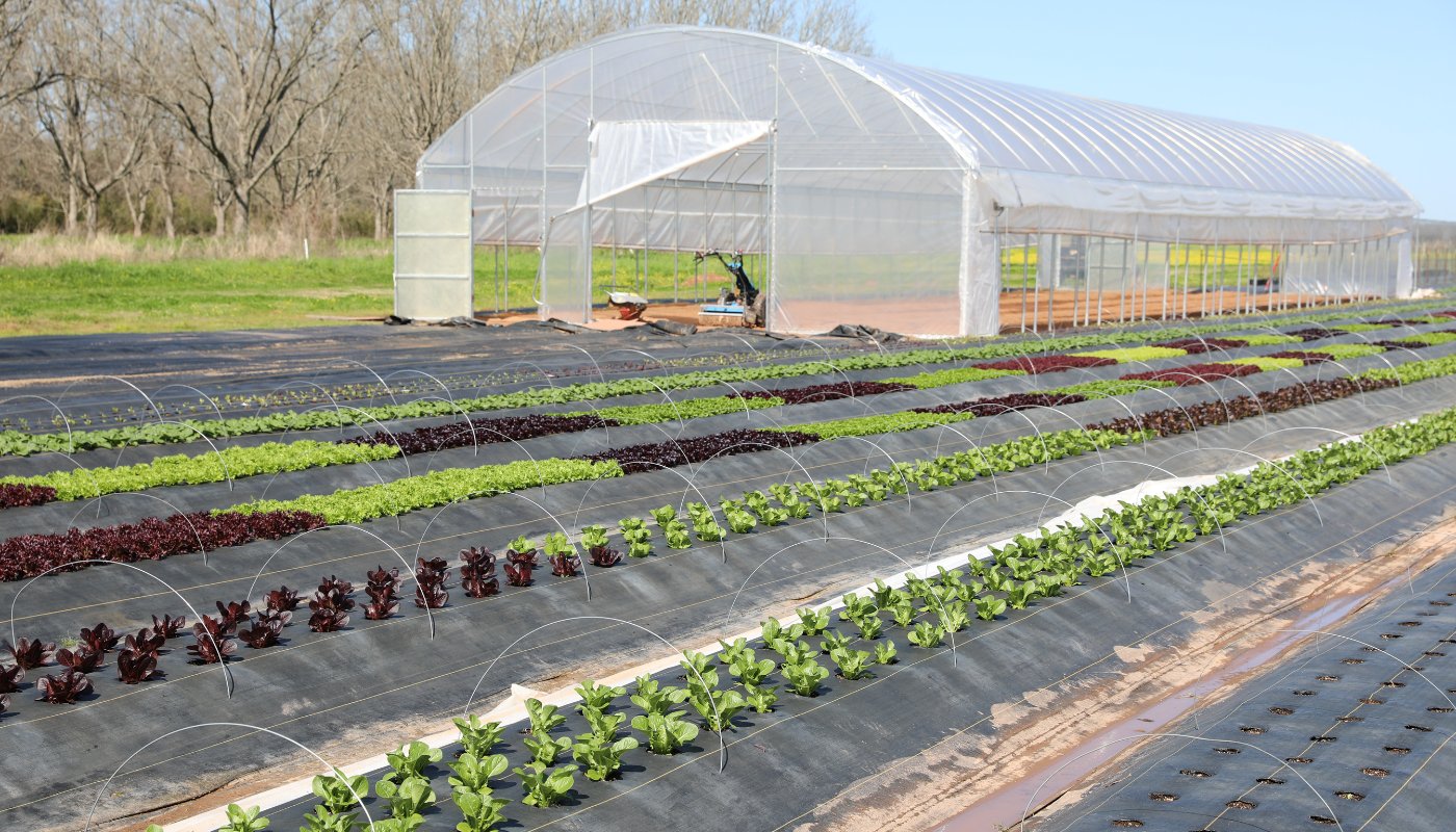 lettuce in garden