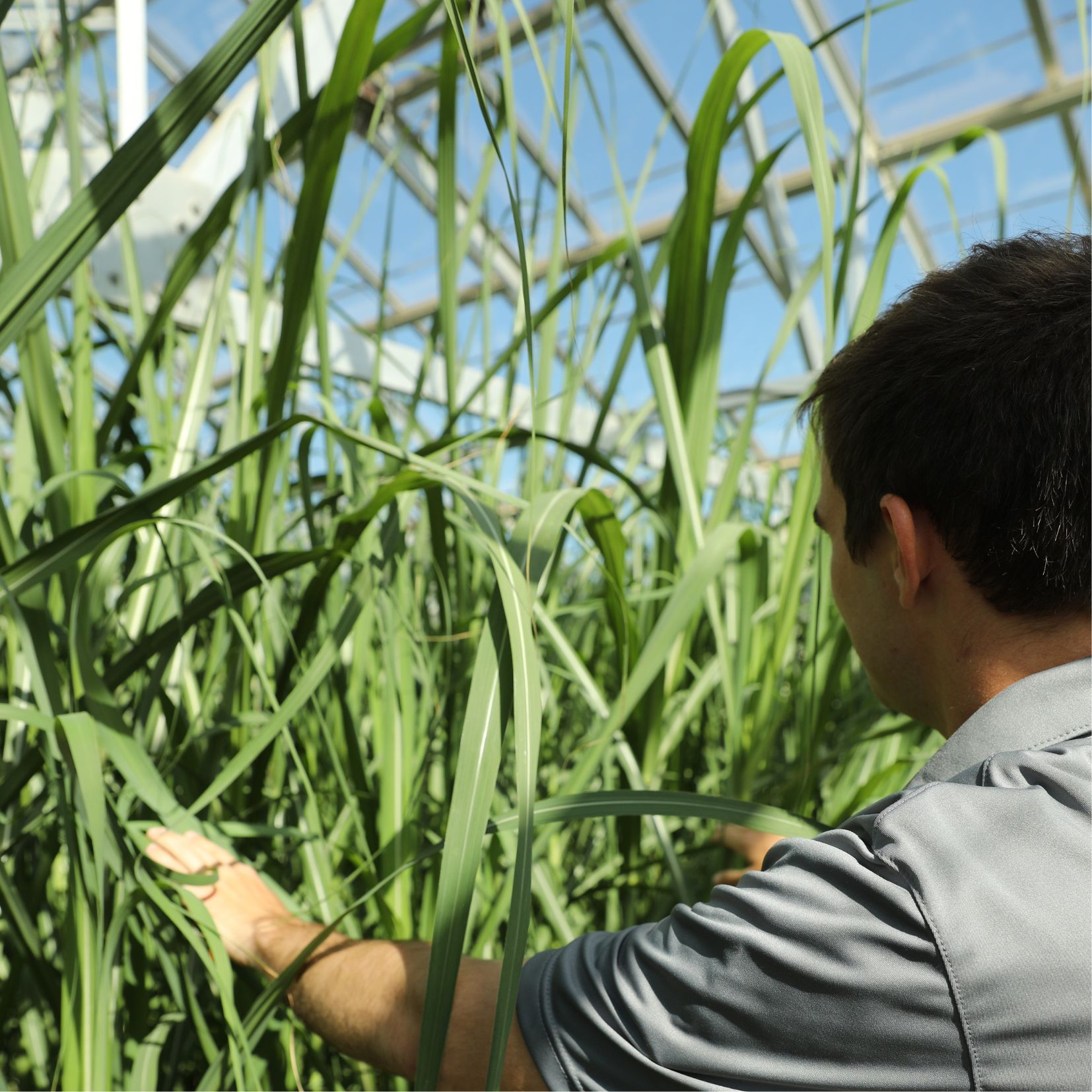 person pushing through crop