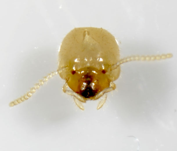 Worker termite head