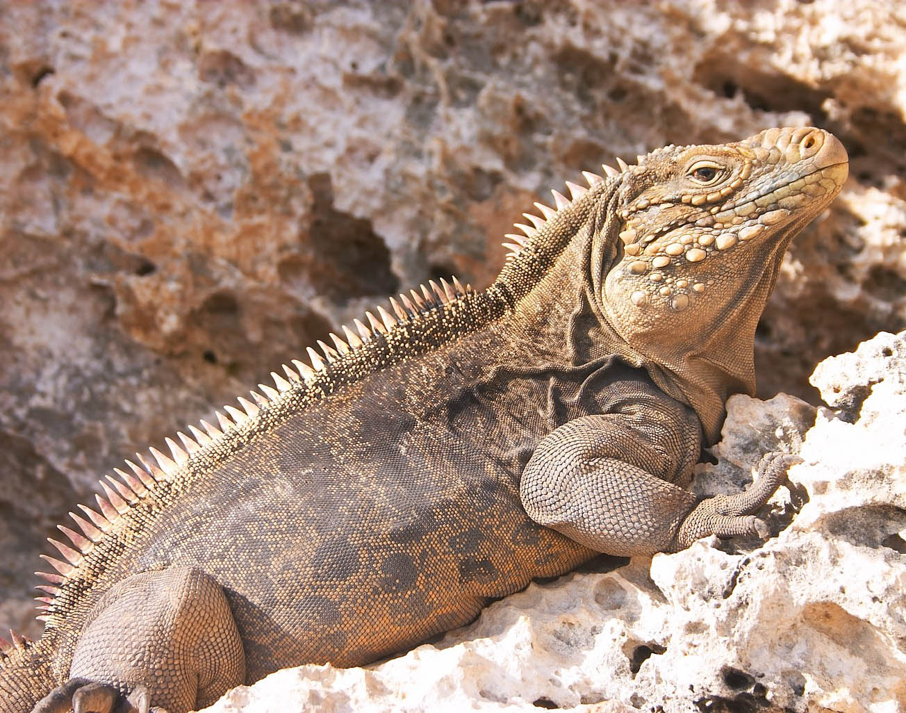 Rock Iguana