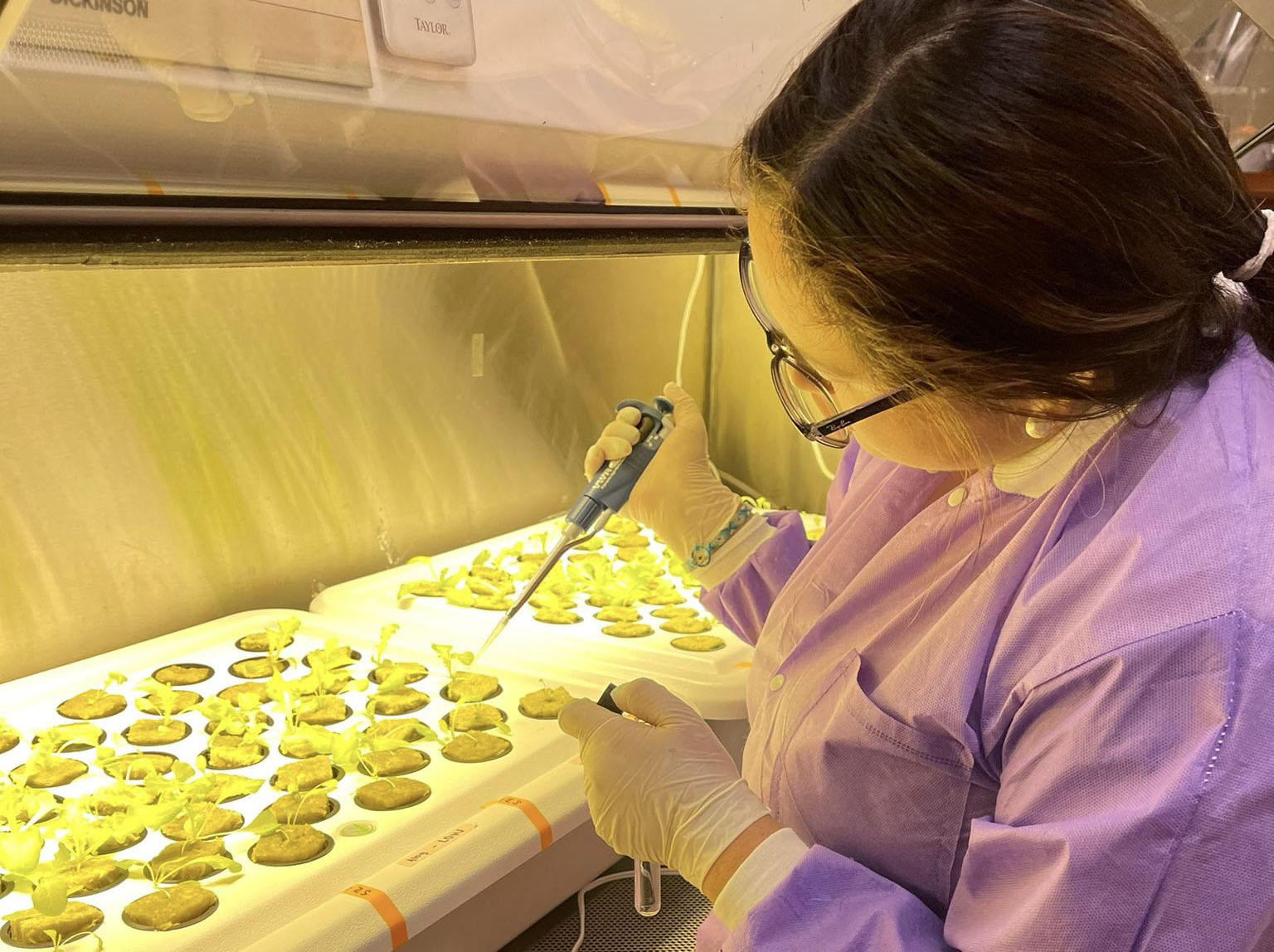 Ivannova Lituma inoculating hydroponic system with Listeria cocktail.