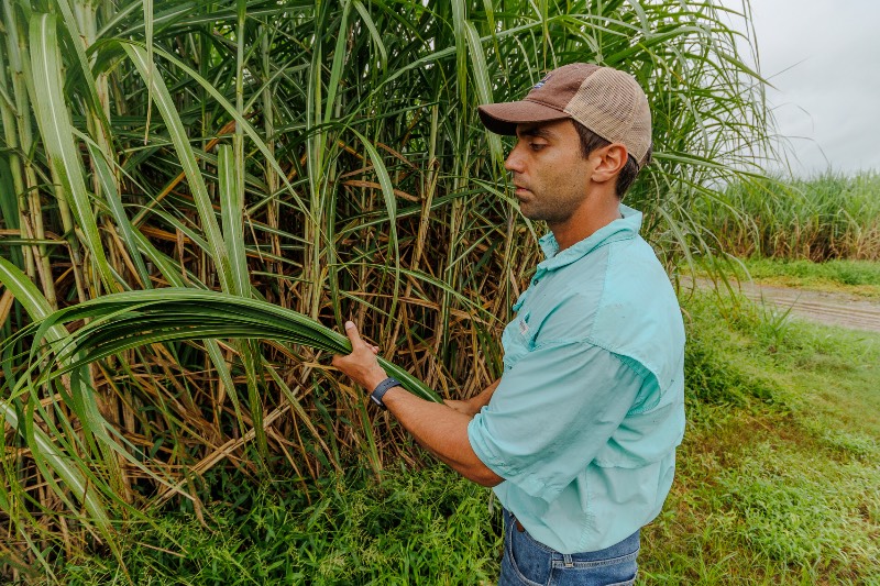 Extension Agent Inspecting Agriculture Extension Agent Inspecting Agriculture
