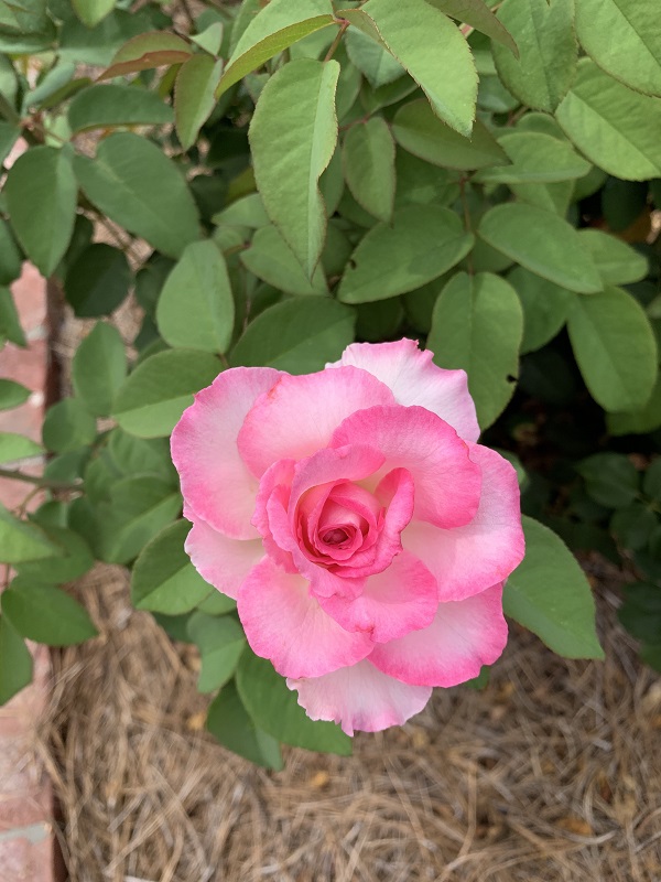 hot pink rose