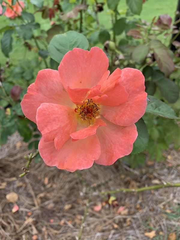 orange rose