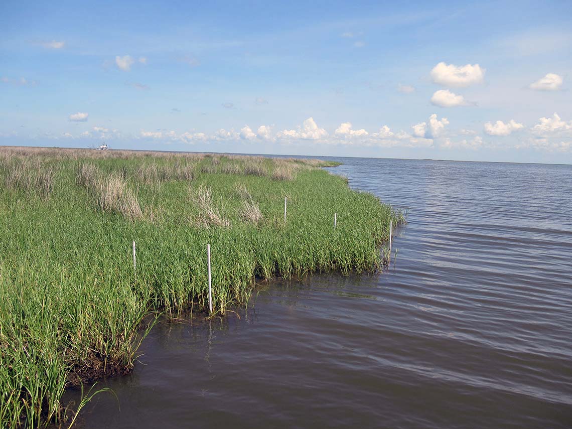 A coastal marsh