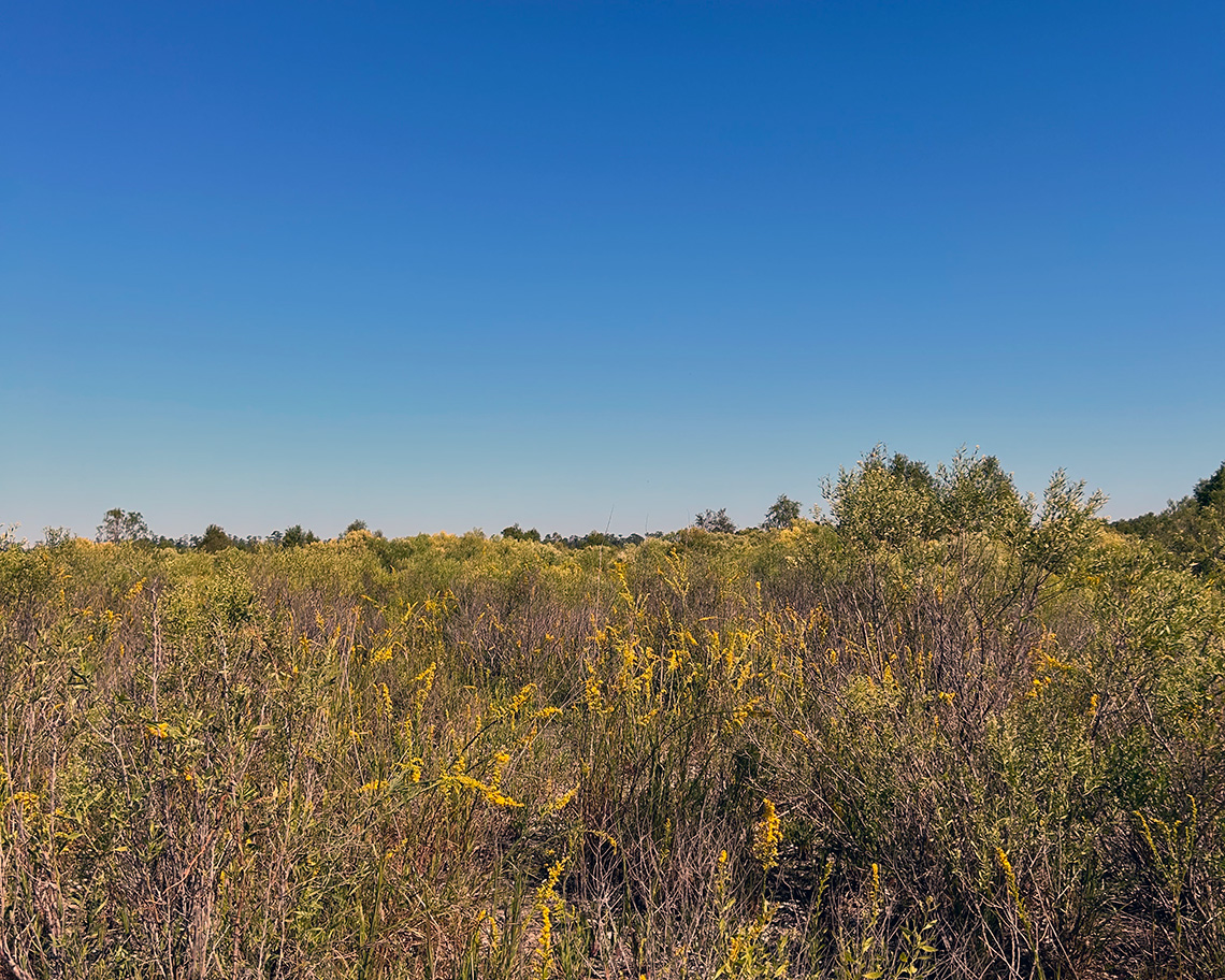 elevated marsh