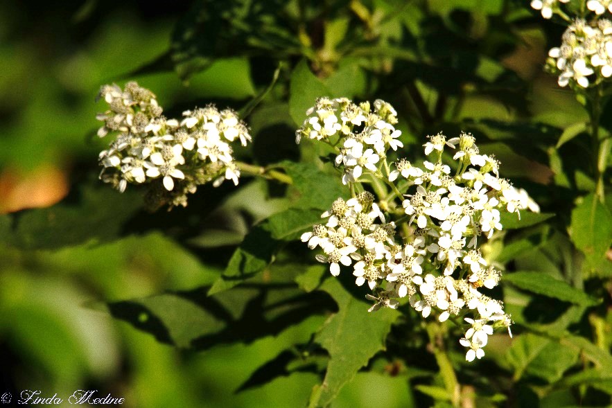 Virginia Crownbeard, Verbesina virginica