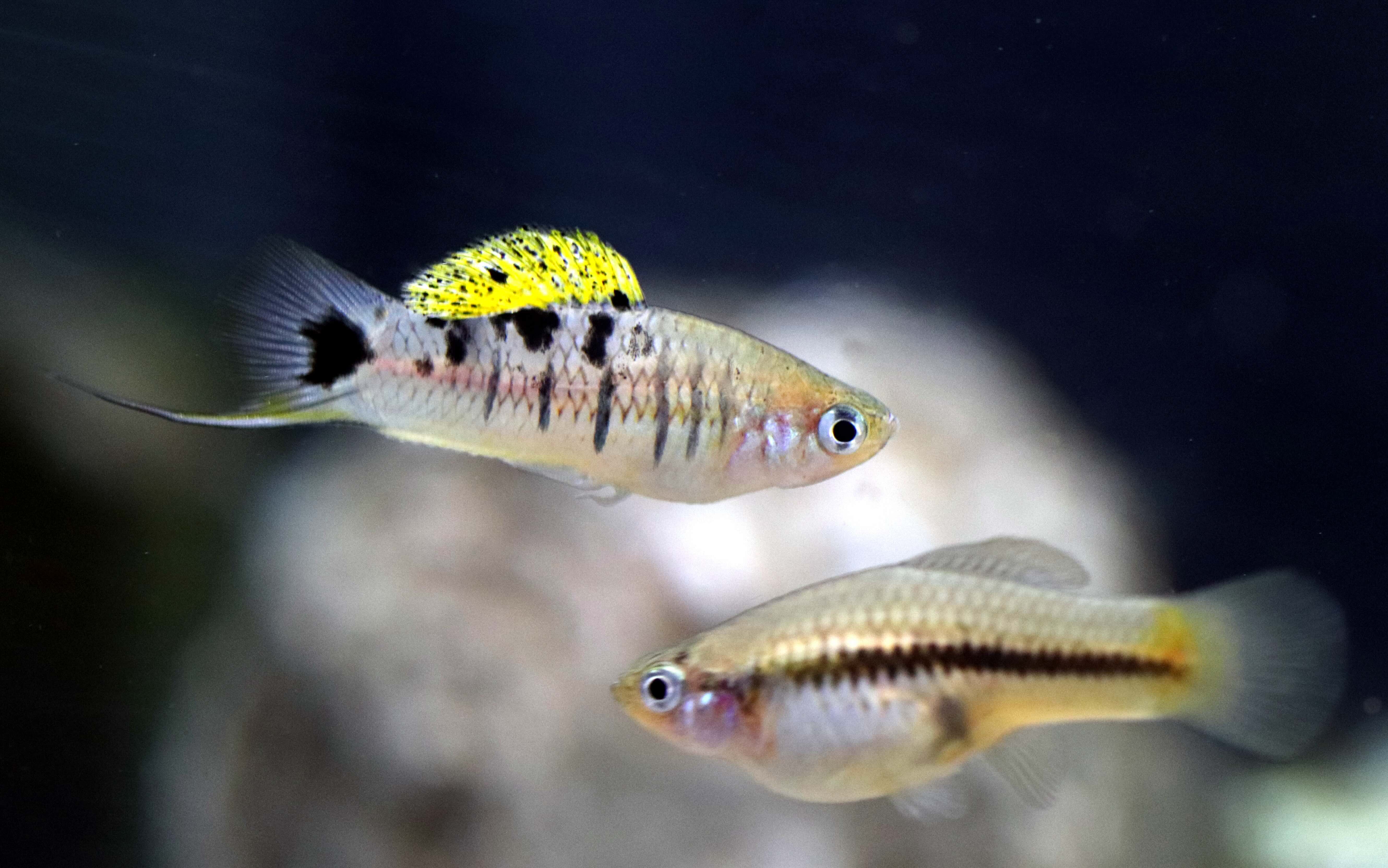 Swordtail fish