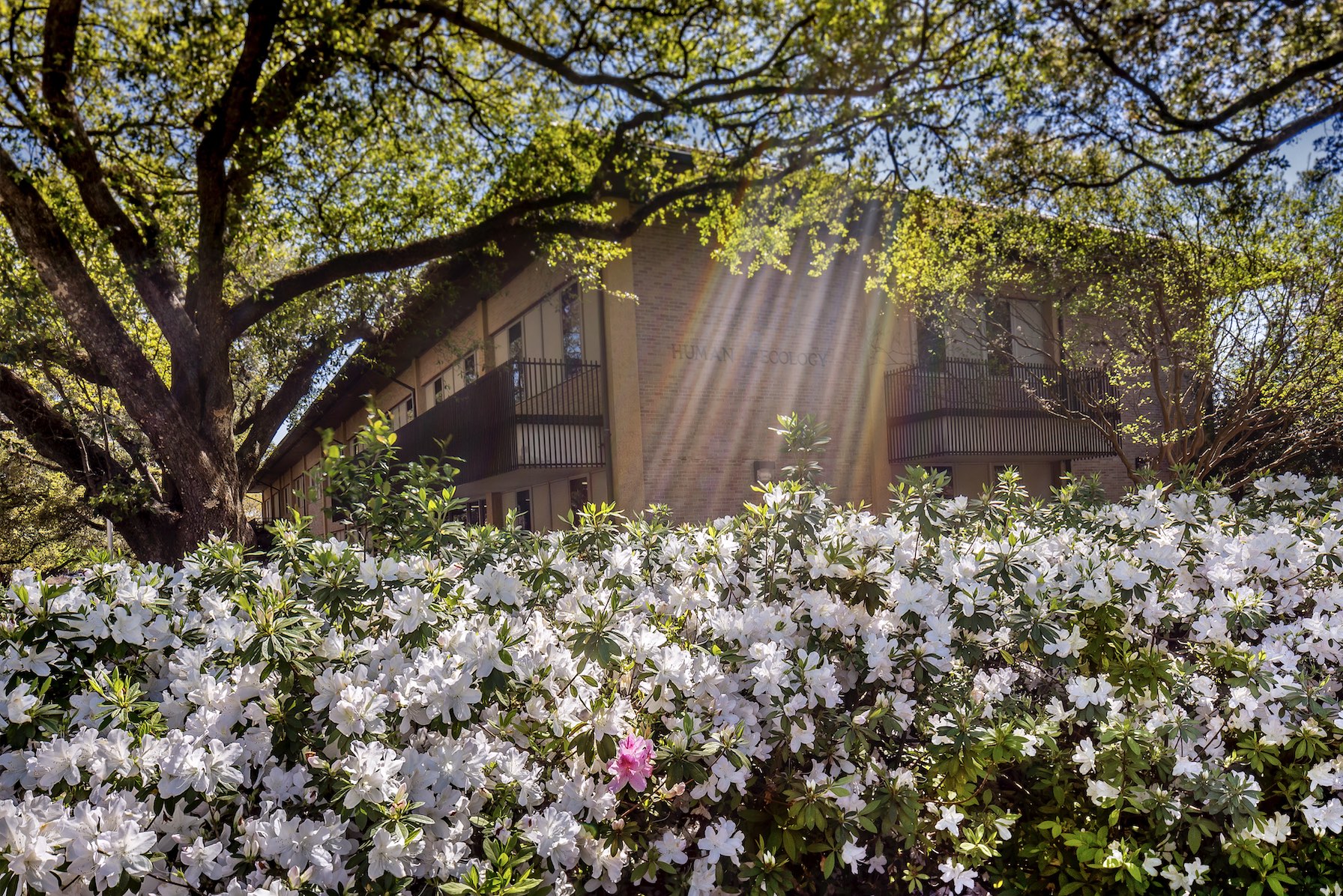 azaleas on campus