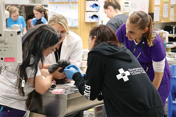 small animal intensive care unit