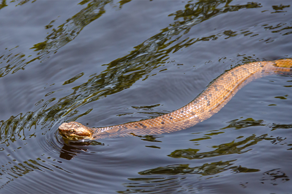 cottonmouth swimming in a natural body of water