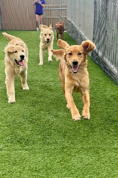 a group of dogs running in the dog daycare yard