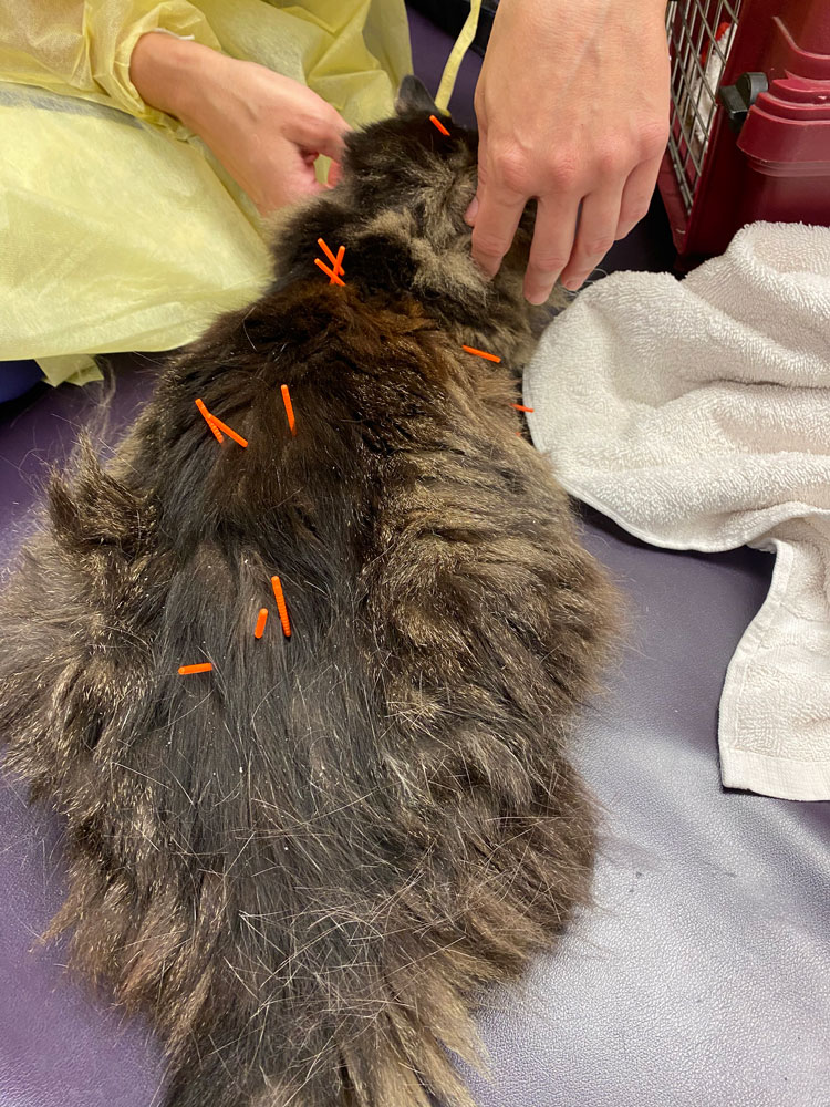 Kirbi receiving acupuncture